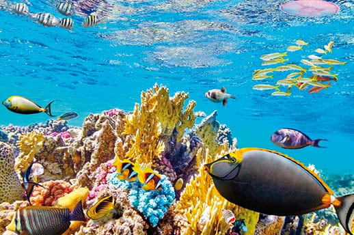 The Great Barrier Reef teeming with wildlife